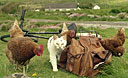 Cat and Hens, Ring of Kerry, Ireland