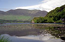 Lough Curran Waterlilies, Waterville, Ring of Kerry, Ireland