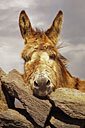 Donkey, Aran Islands, Ireland