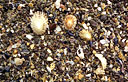 Shells on the beach, Ring of Kerry, Ireland